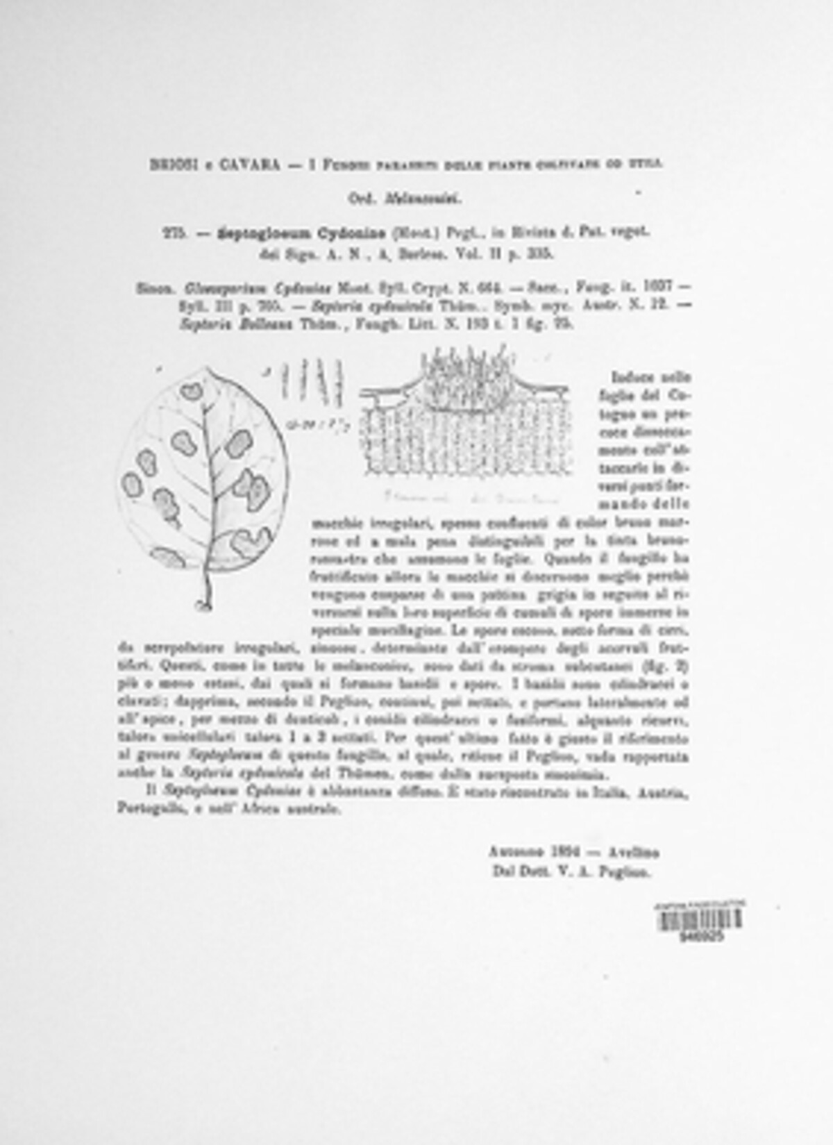 Septogloeum cydoniae image